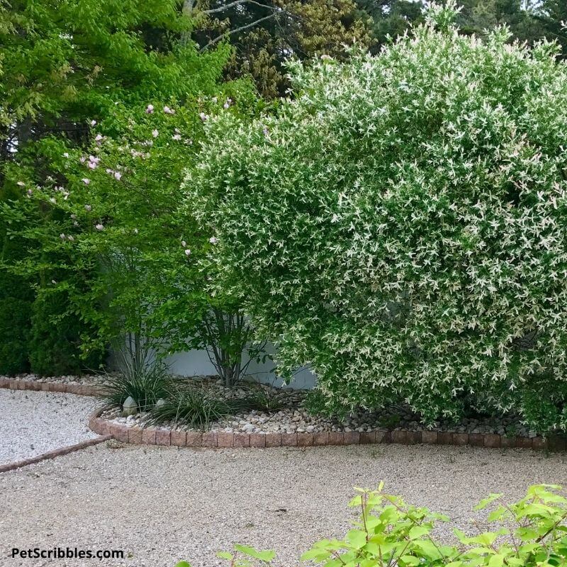 Dappled Willow Pruning Mistakes to Avoid (Keep Your Tree Happy & Thriving)