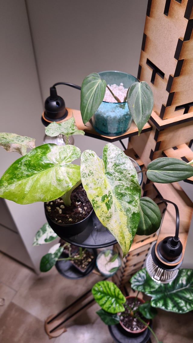 Best Grow Light for Alocasia Plants (Easy Indoor Growing Tips)
