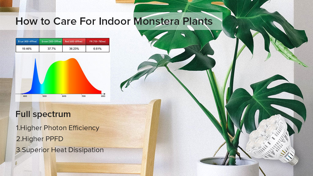 Do Monstera Plants Need Light? Essential Care Tips for Beginners!