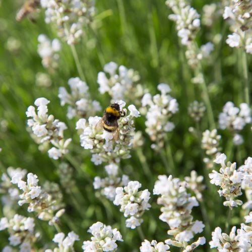 Lavender Plants White Flowers: Where to Buy and How to Plant!