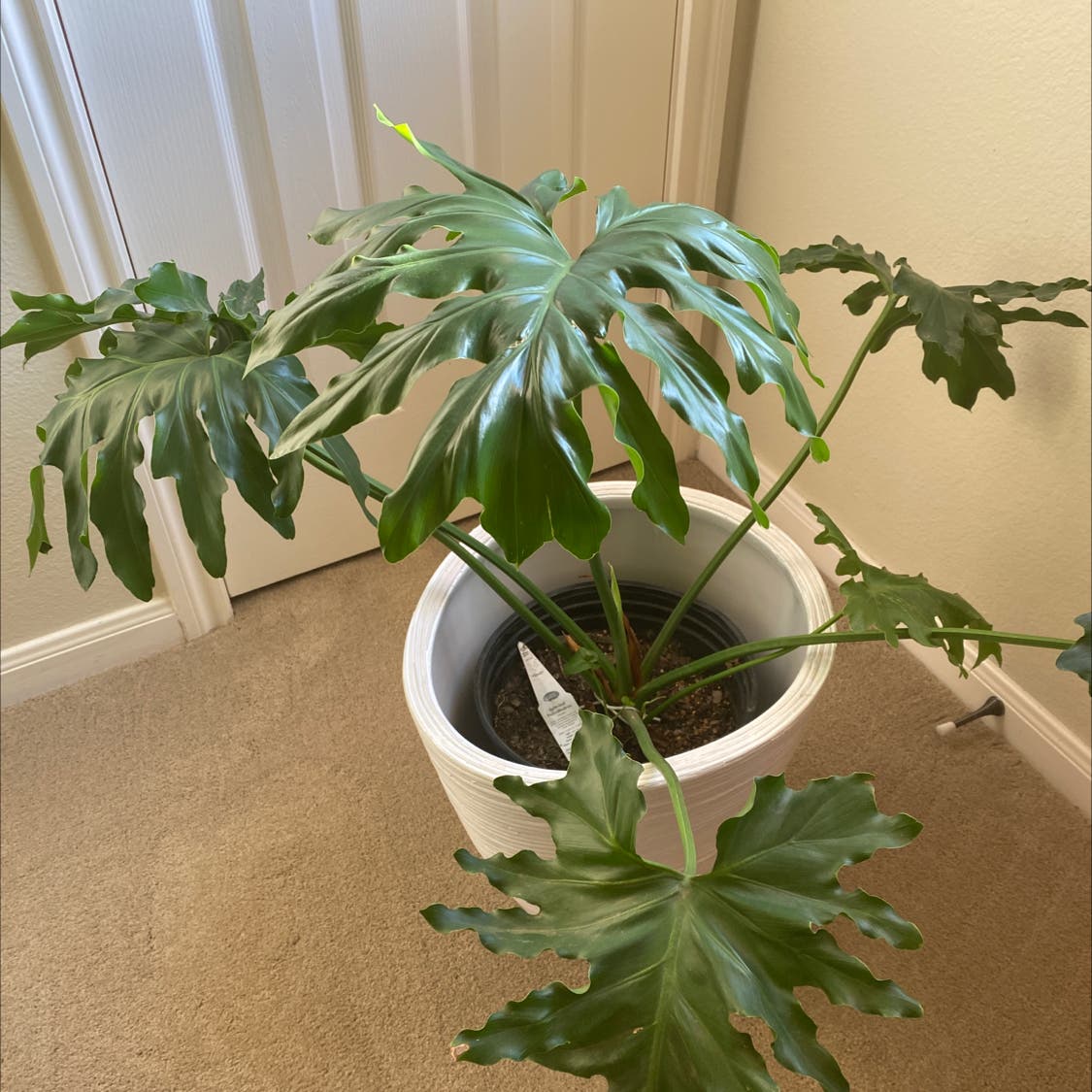 Need to Repot Your Split Leaf Philodendron? Dont Panic, Read This!