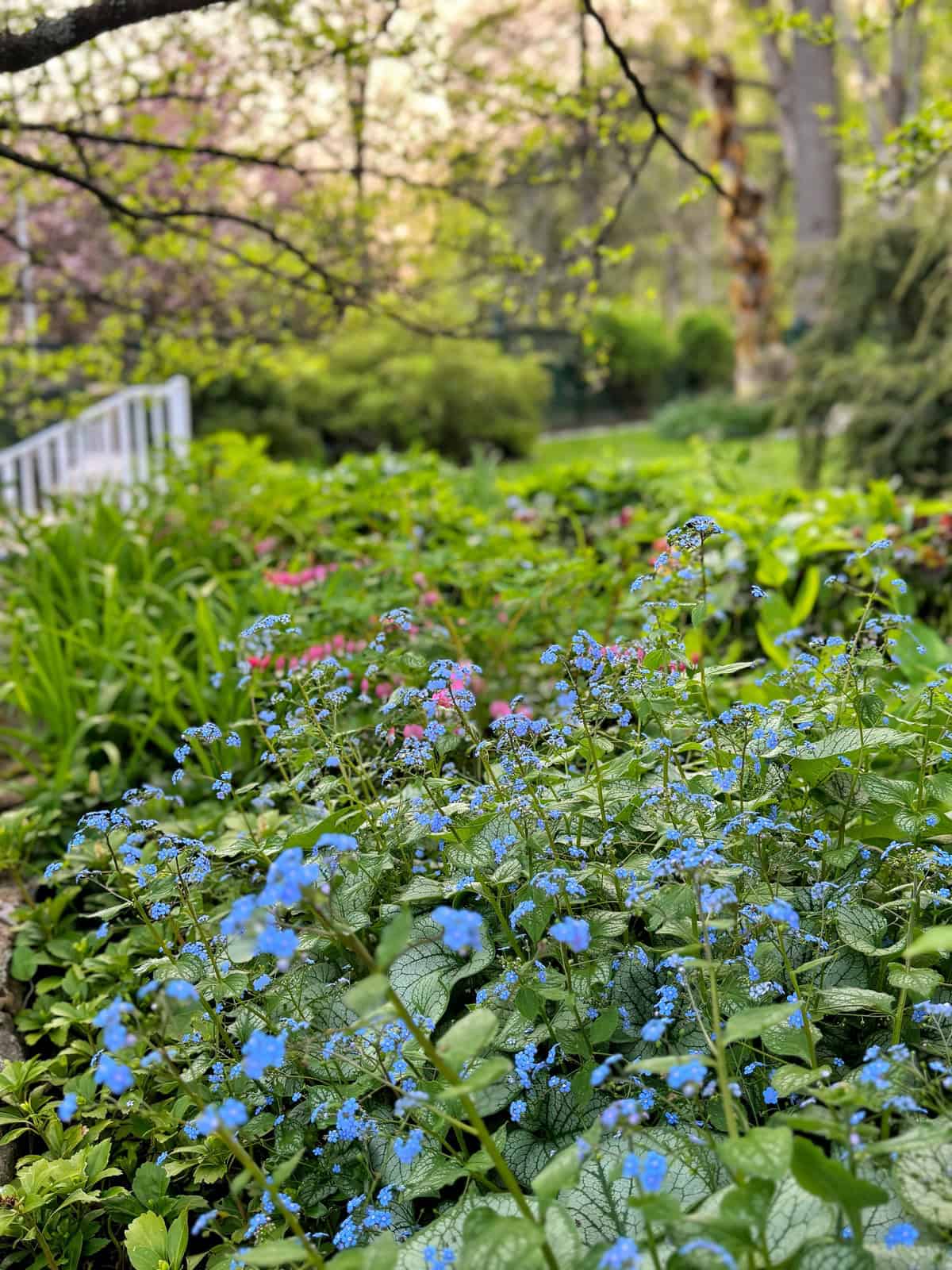 Fertilizer Blue for Your Garden: A Simple Guide to Lush Plants