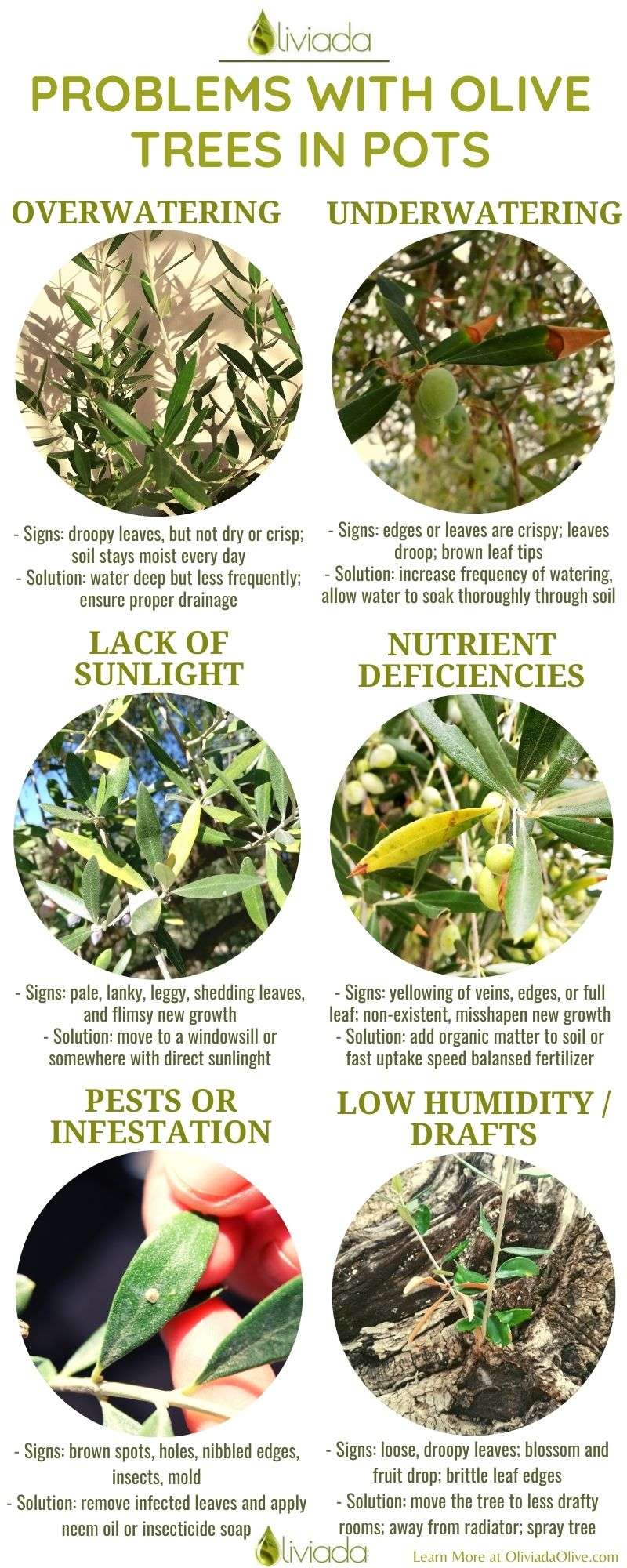 Olive Tree Diseases Pictures: Whats Wrong With My Olive Tree? Common Signs and Identification