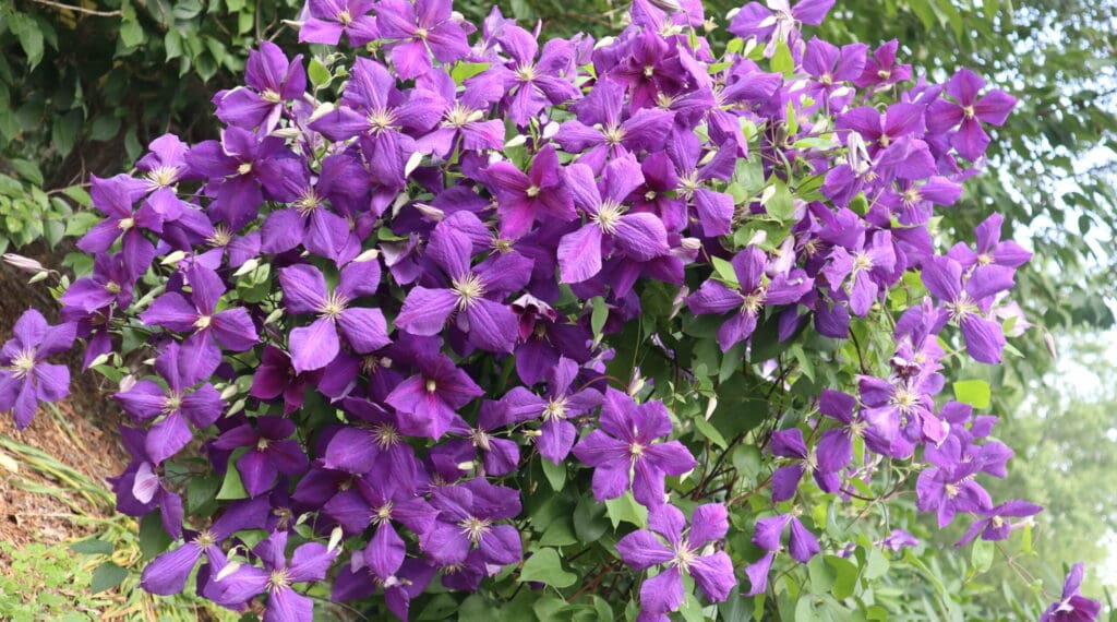 Best Practices for Clematis Jackmanii Care (Simple Steps to Keep Your Jackmanii Clematis Happy)
