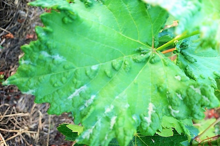 Grapevine Pests and Diseases Pictures: A Quick Identification Guide