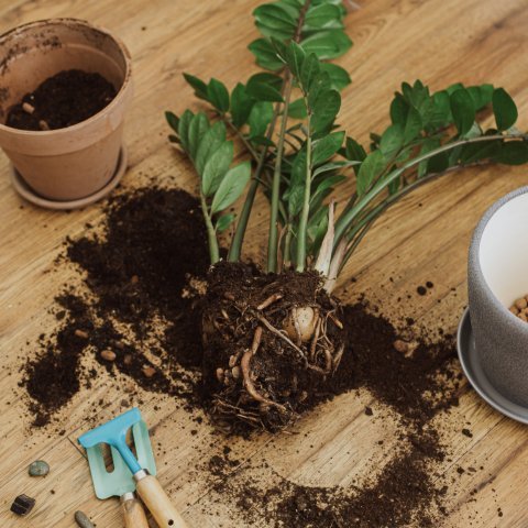 Repotting Plants Near Me? Discover Local Plant Care Help.