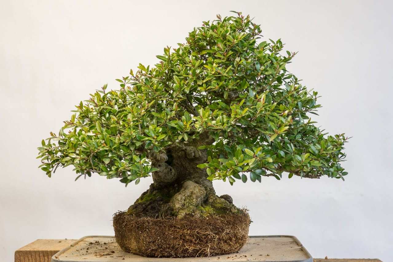 When to Repot Your Bonsai Tree? (Signs and Best Timing)