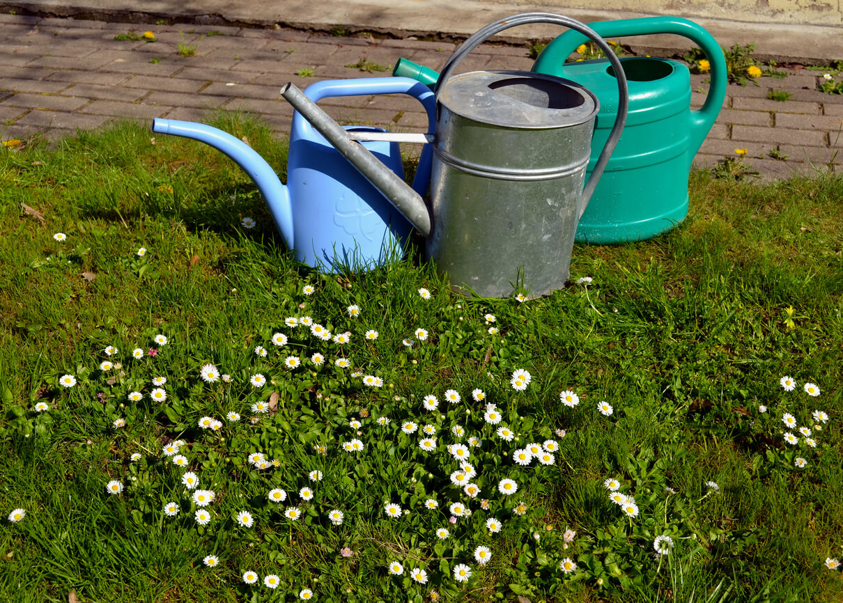 Rainfall Watering Can: Is It Better Than a Regular Can?
