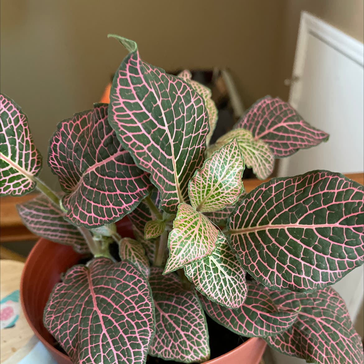 Your Fittonia Needs This Soil Mix! (Easy Guide to Blending the Perfect Potting Medium)