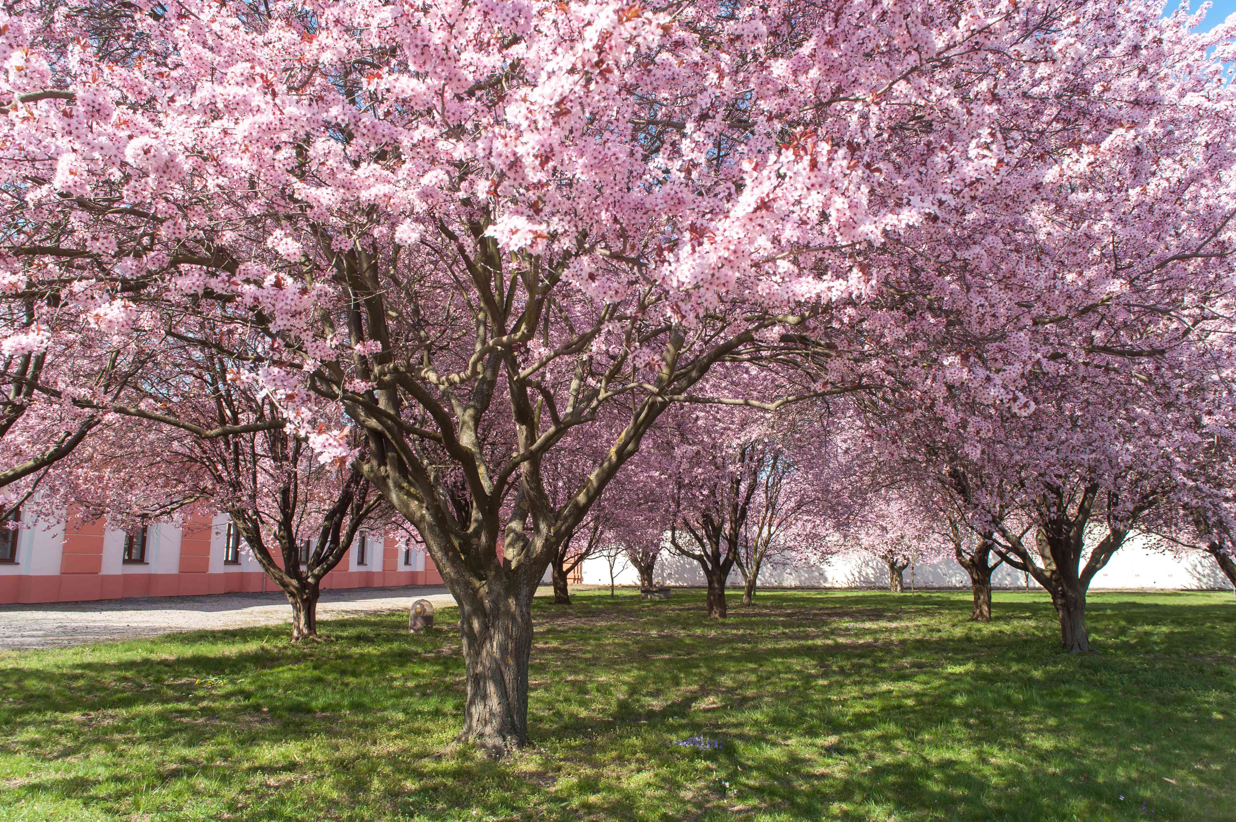 How to Prune Purple Leaf Sand Cherry? Step-by-Step Instructions!