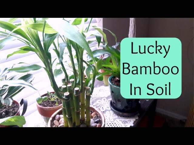 Repotting Lucky Bamboo (Care Guide and Water vs. Soil advice)