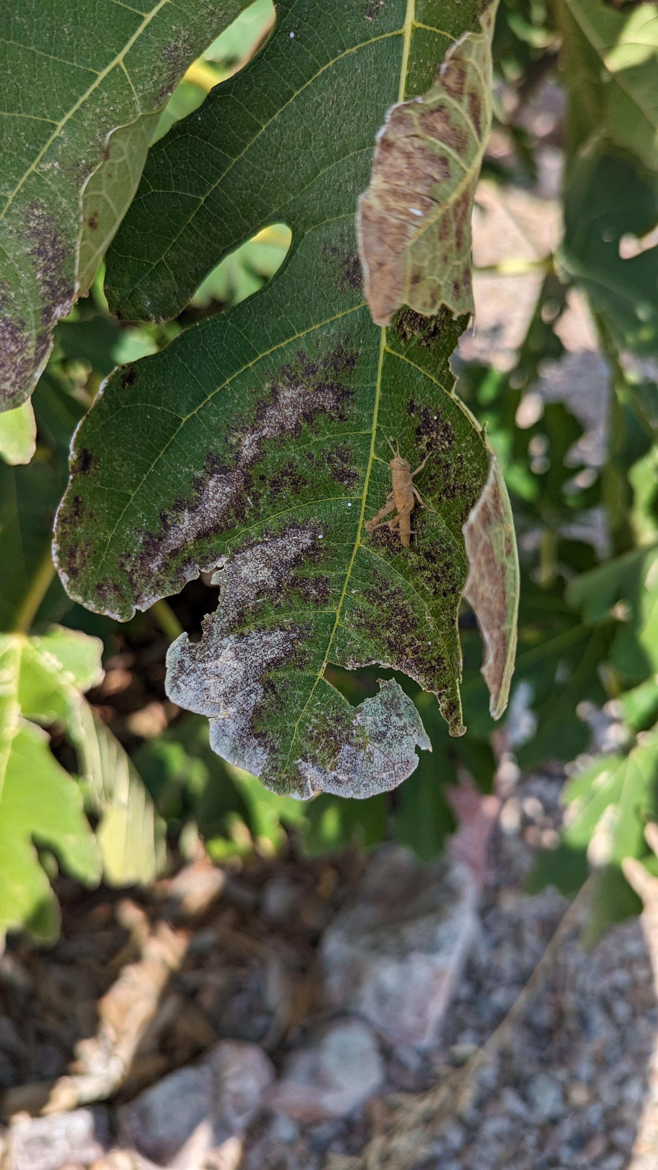 Sick Fig Tree? See Fig Tree Diseases Photos & Find Help!