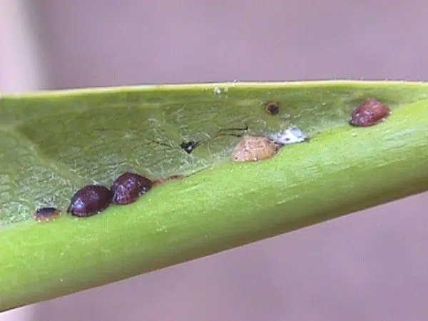 Plumeria Pests and Diseases: How to Spot the Signs and Save Your Plant!