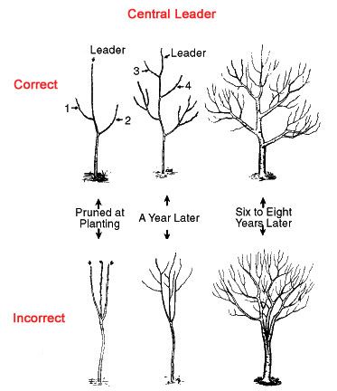 How to Prune a Meyer Lemon Tree: A Quick Guide!