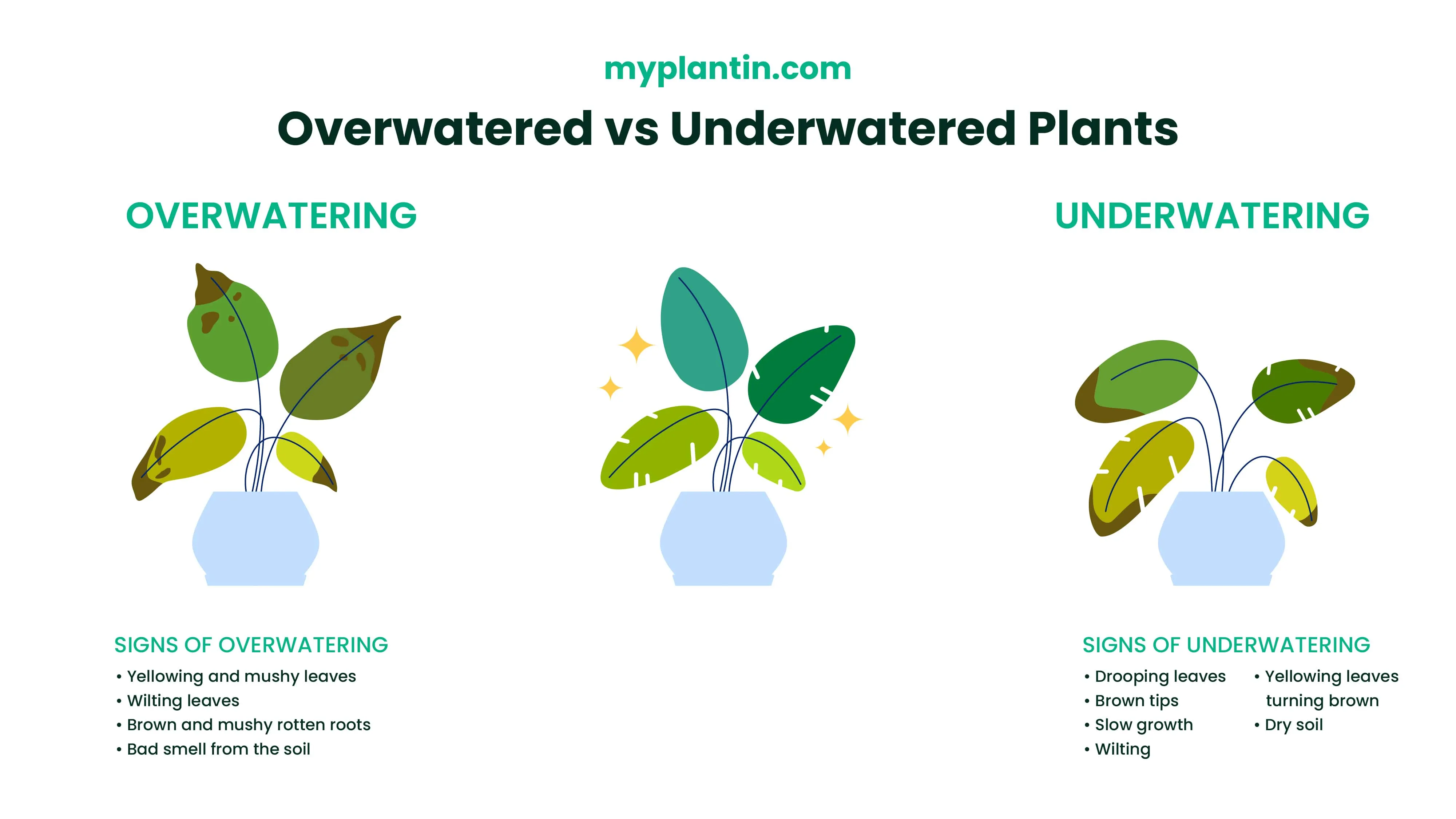 Are You Over Watering? Learn the Common Signs of Over Watering and Save Your Plants
