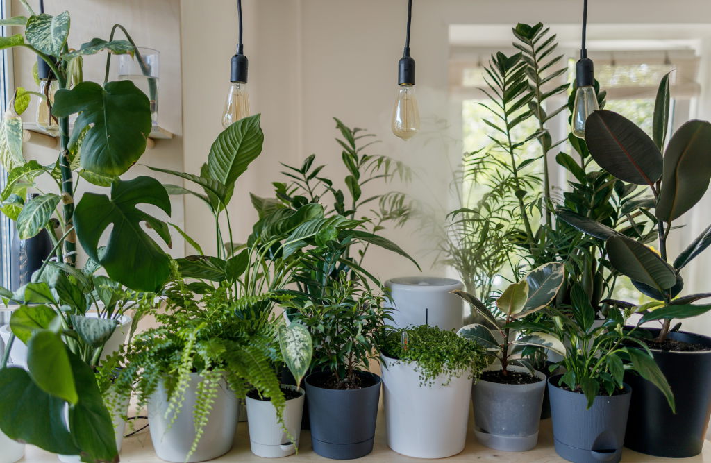 Choosing a Grow Light for Alocasia (Beginners Guide)