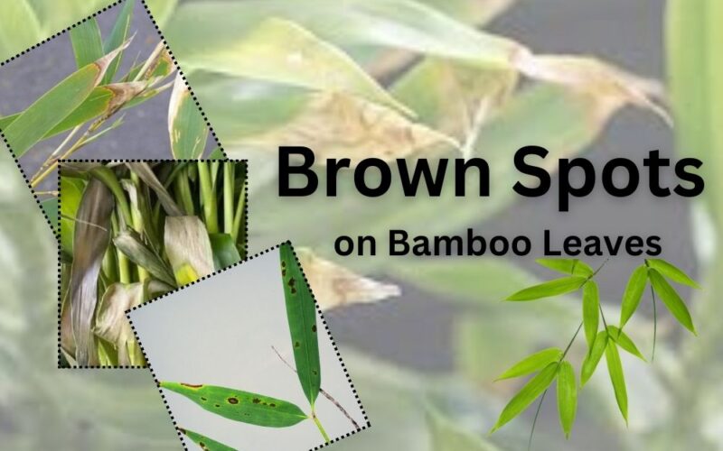 See Bamboo Diseases Photos, Learn to Spot & fix the signs.