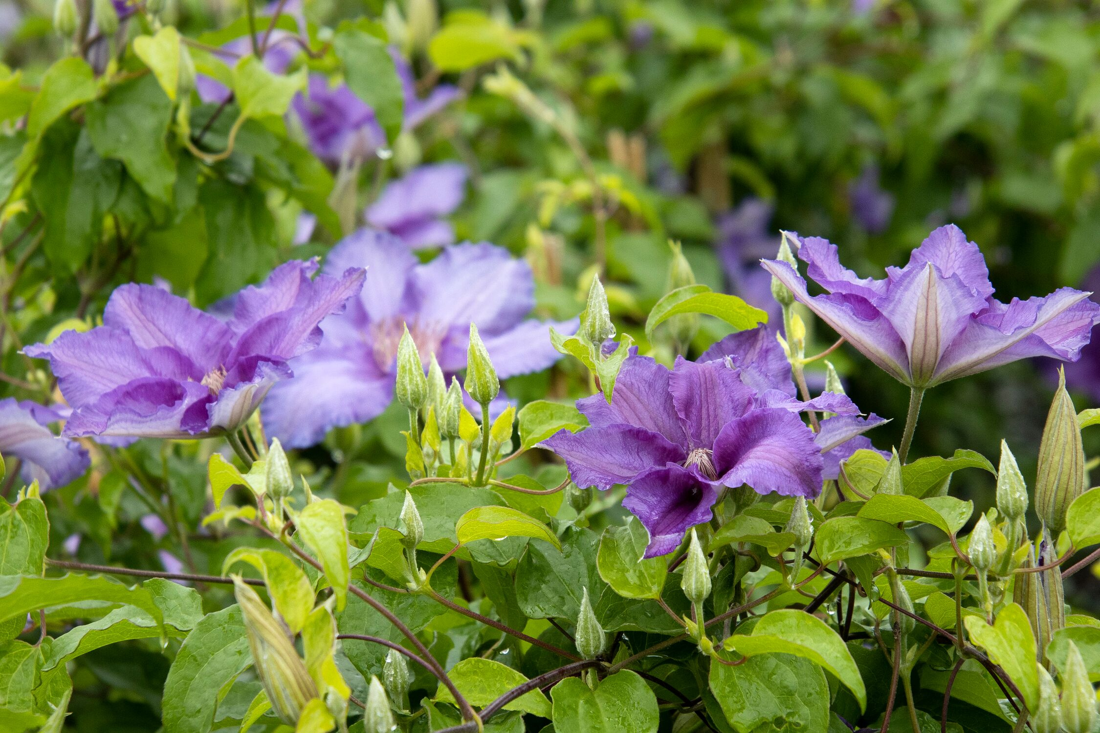 Clematis Care in the Fall: Easy Tips for Healthy Vines!
