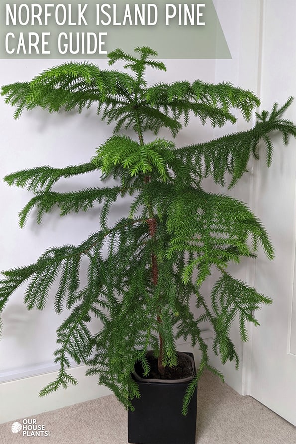 Norfolk Island Pine Temperature Tolerance: Keep Your Plant Alive! (Simple Care Guide)