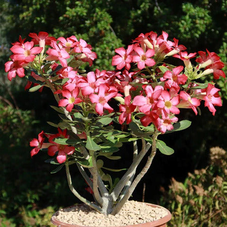 Desert Rose Temperature Tolerance: Simple Guide for Beginners!