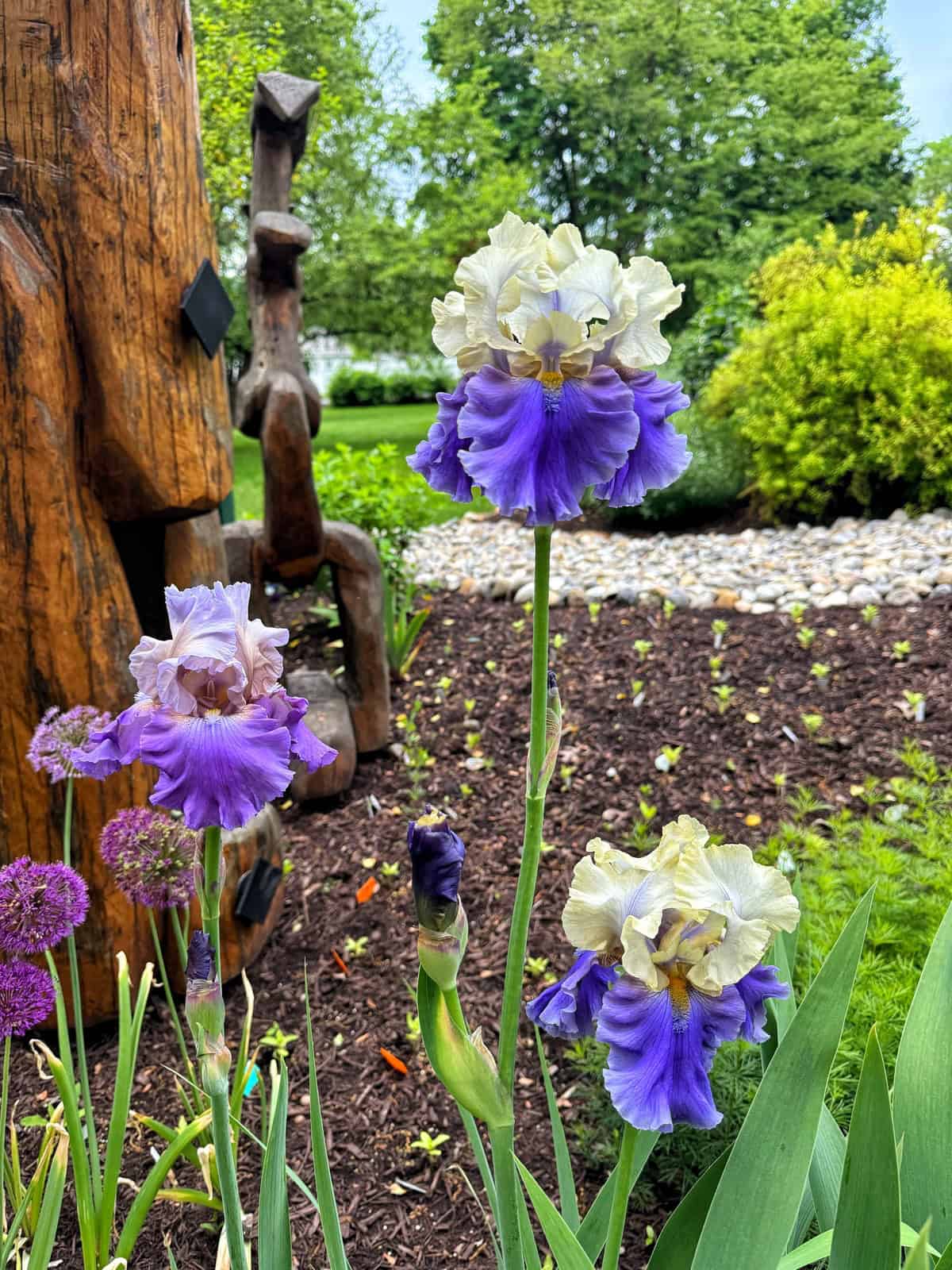 Bearded Iris and Winter: A Simple Care Guide.(Keep Your Irises Thriving!)