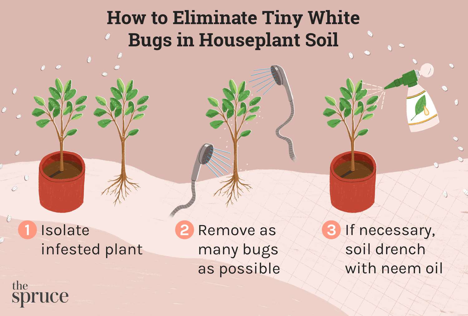 Are Houseplant Soil Mites Harmful? (Everything you need to know about soil mites!)