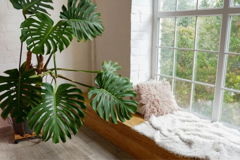 Monstera Low Temperature Limits: What You Need to Know! (Protect Your Plant with This Easy Guide)