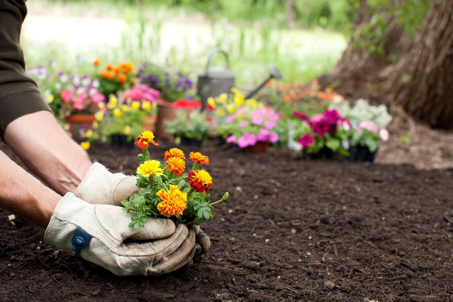 What flowers help the soil by dying? Discover the best choices for your garden!