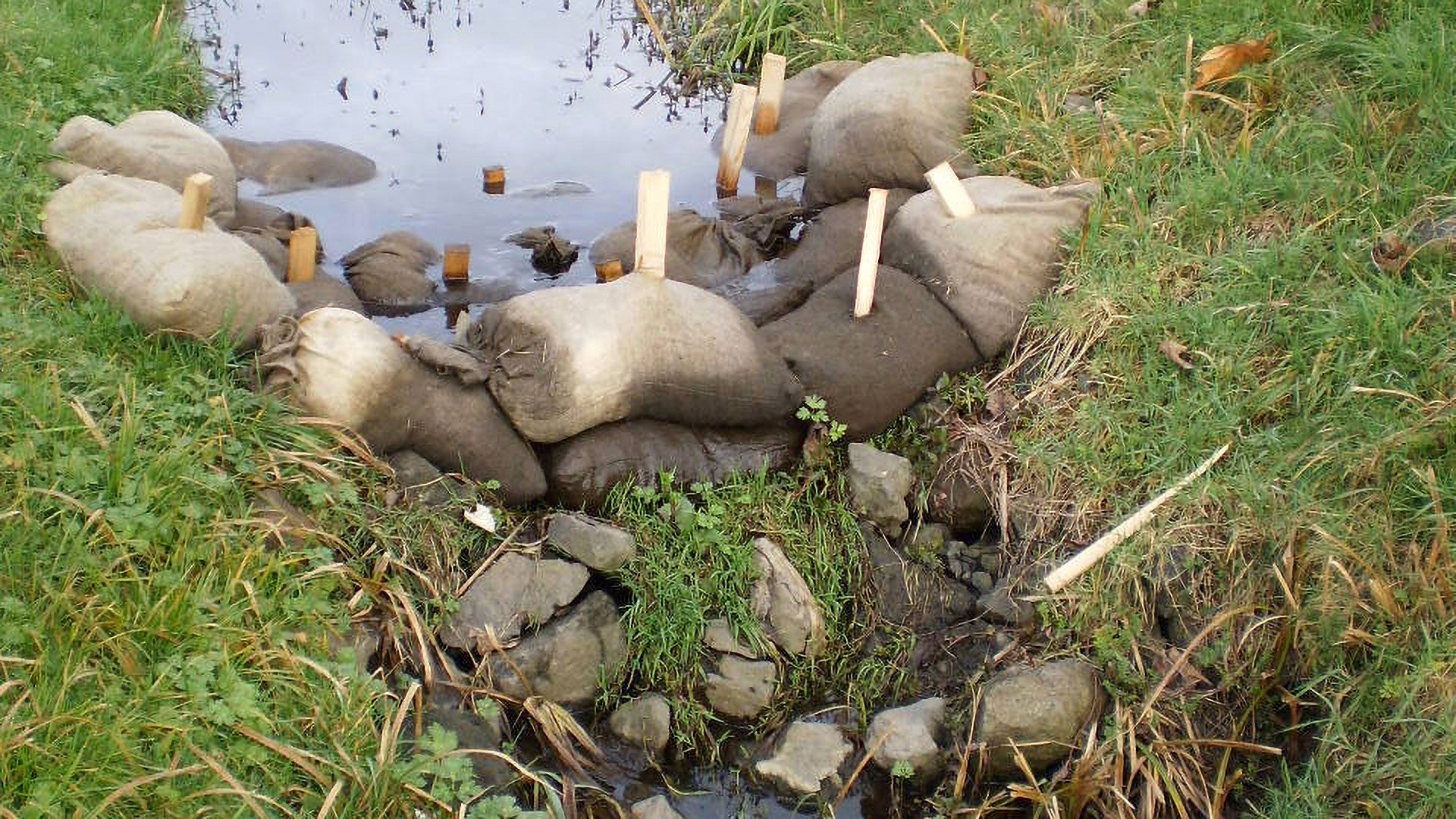 Mycofiltration of Pesticides: Find the Best Mushroom Here!
