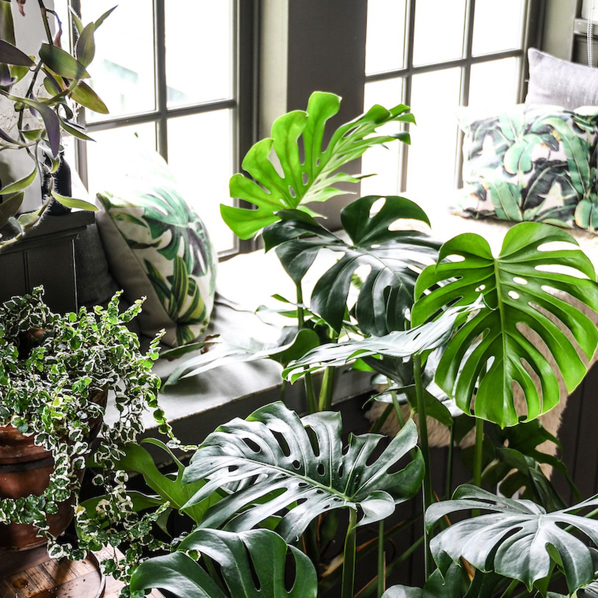 Best Light for Monstera Deliciosa: Simple Tips for Happy, Healthy Plants!