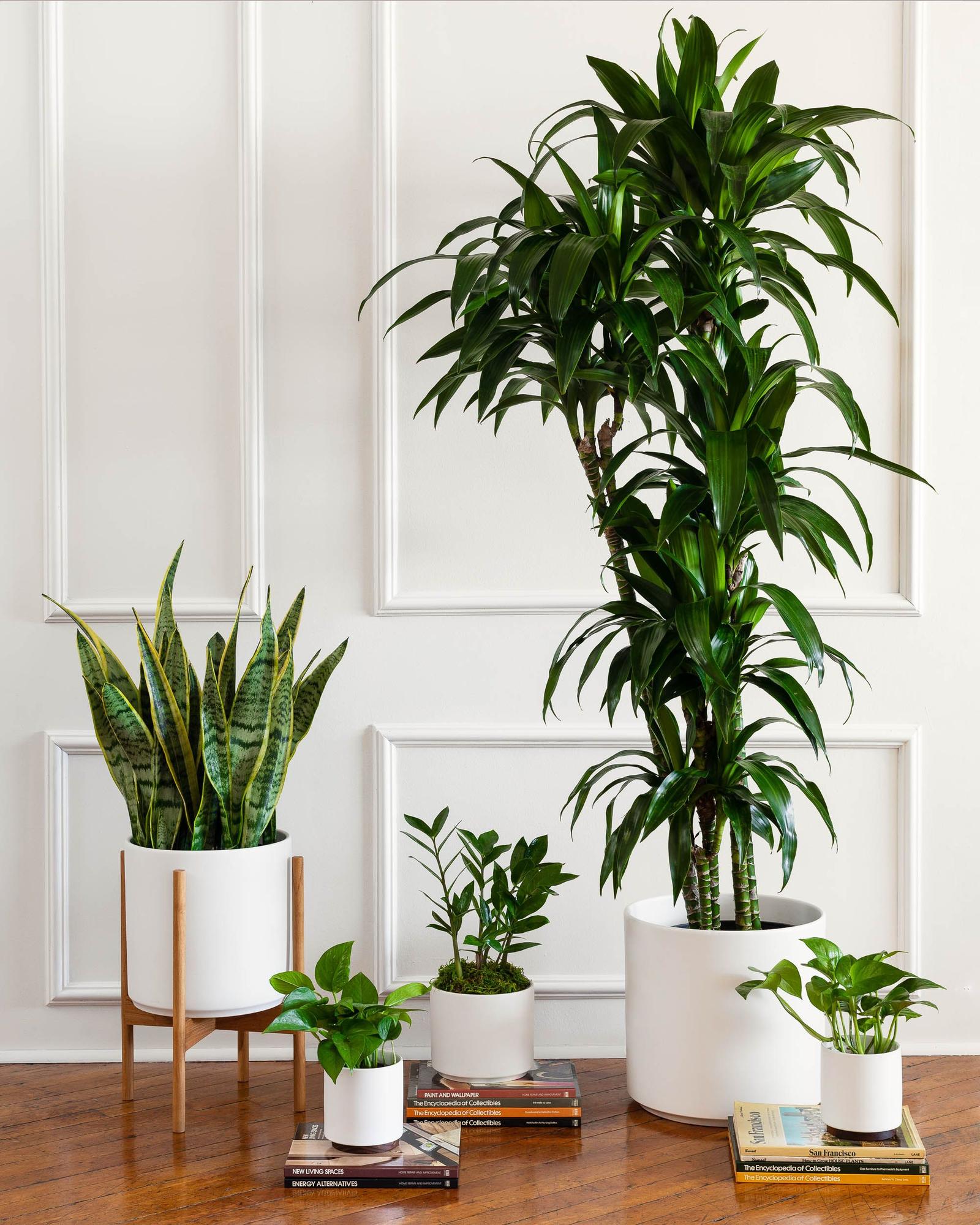 Buy Big Plants Online: Easy Ways to Find Large Indoor Plants!