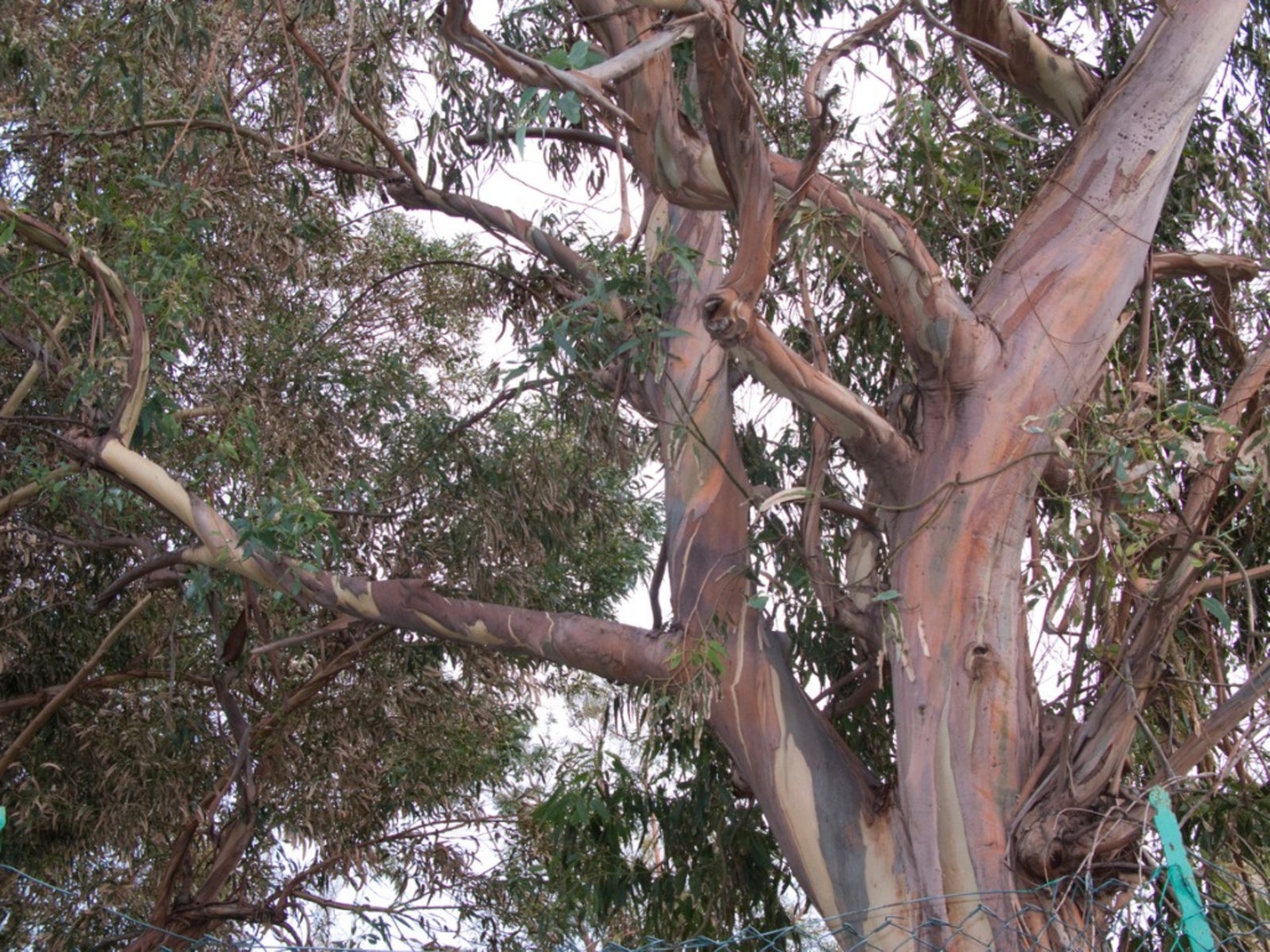 Eucalyptus Diseases and Pests: Prevention and Treatment Tips!