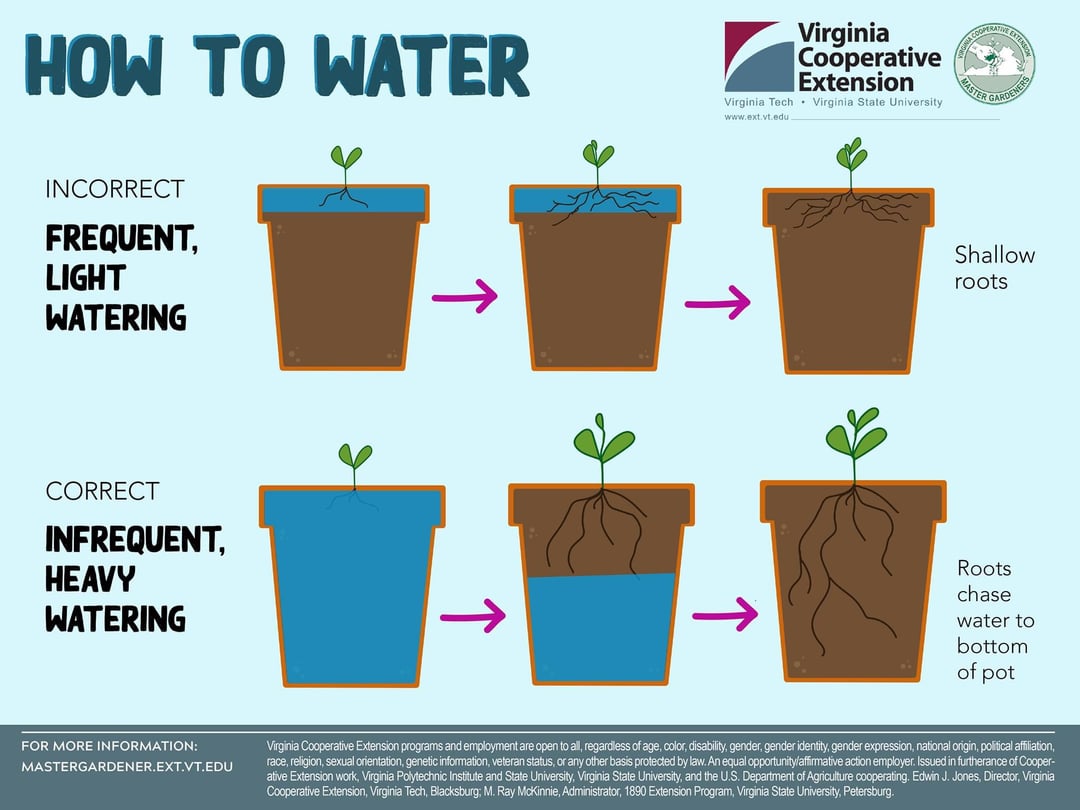Plant Watering Tips: What Temperature Is Too Cold to Water Plants? Find Out!