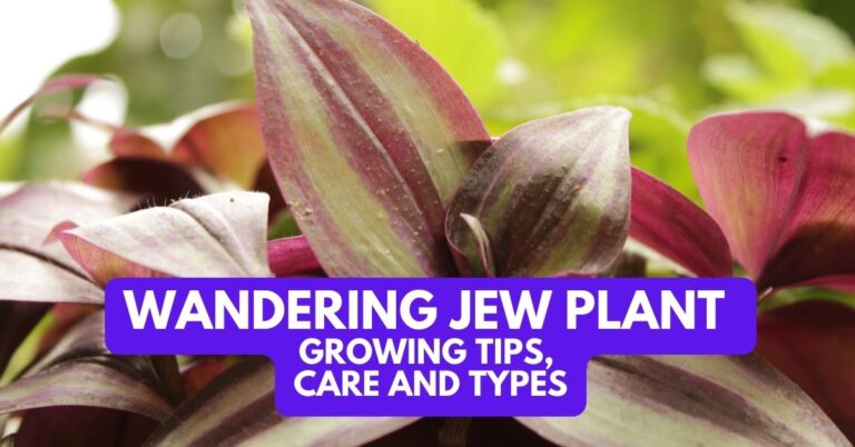 Wandering Jew Temperature Range: Expert Growing Tips