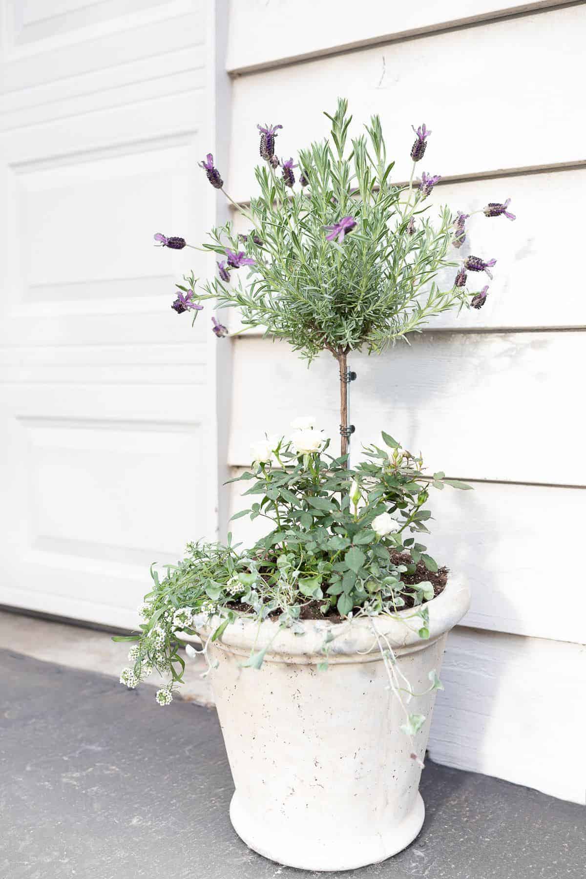 Lavender Tree Care: How to Grow and Keep It Healthy and alive!