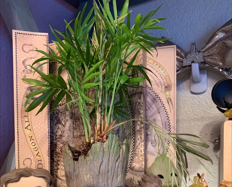 Parlour Palm Repotting Tips: How to Do It Right.