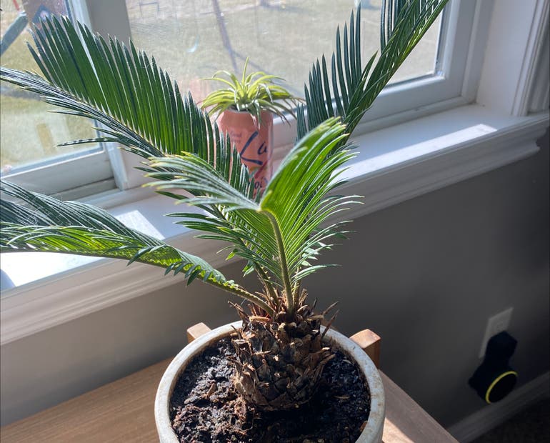 Fertilizing Sago Palms: A Simple Guide to Feeding Your Plant.
