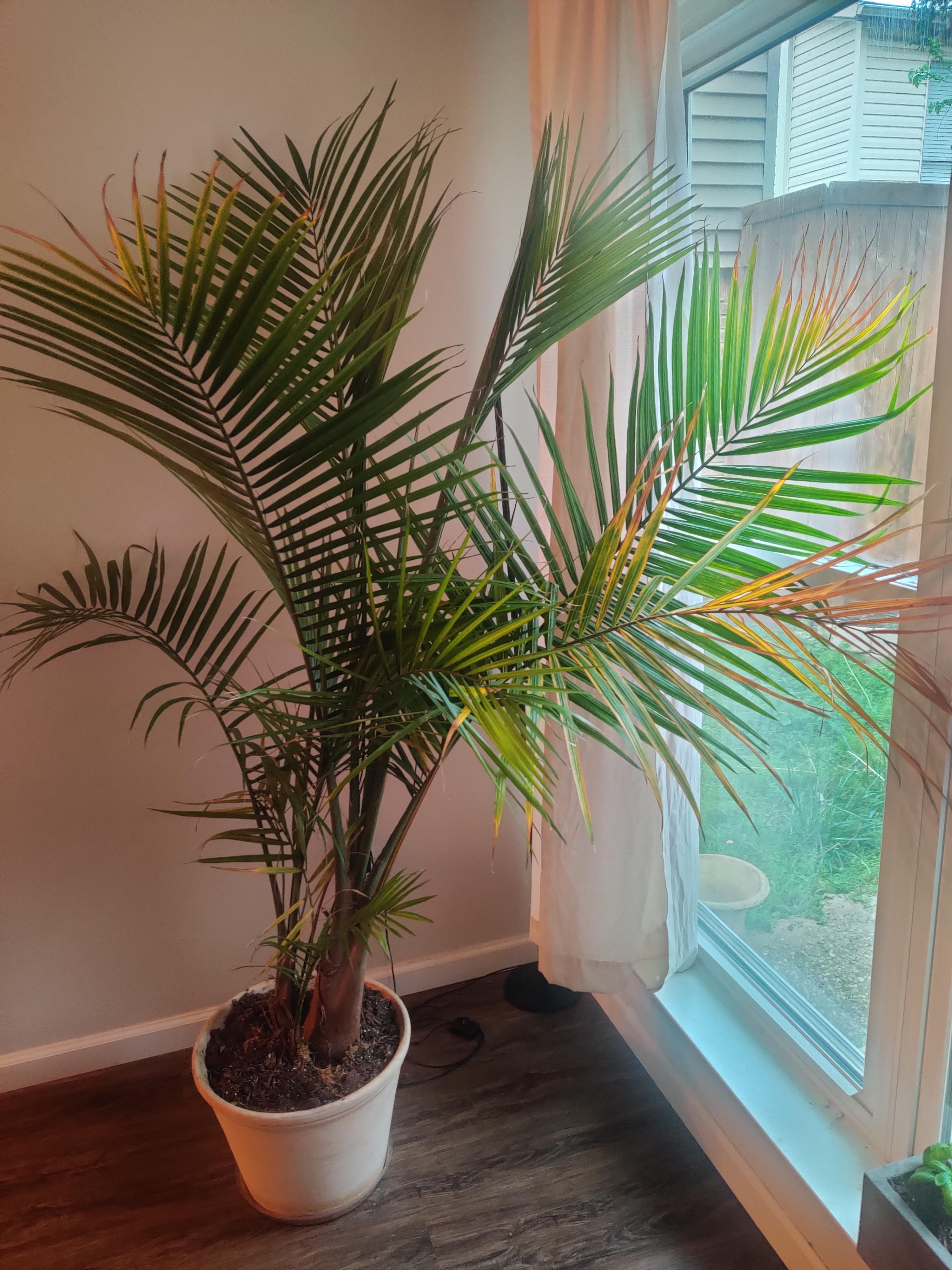 Majesty palm care: how often should you prune your plant?