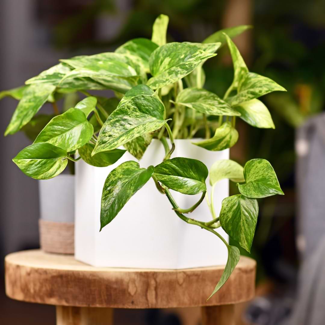 Fertilizing Pothos Plant: When and How? (A Simple Guide for Beginners!)