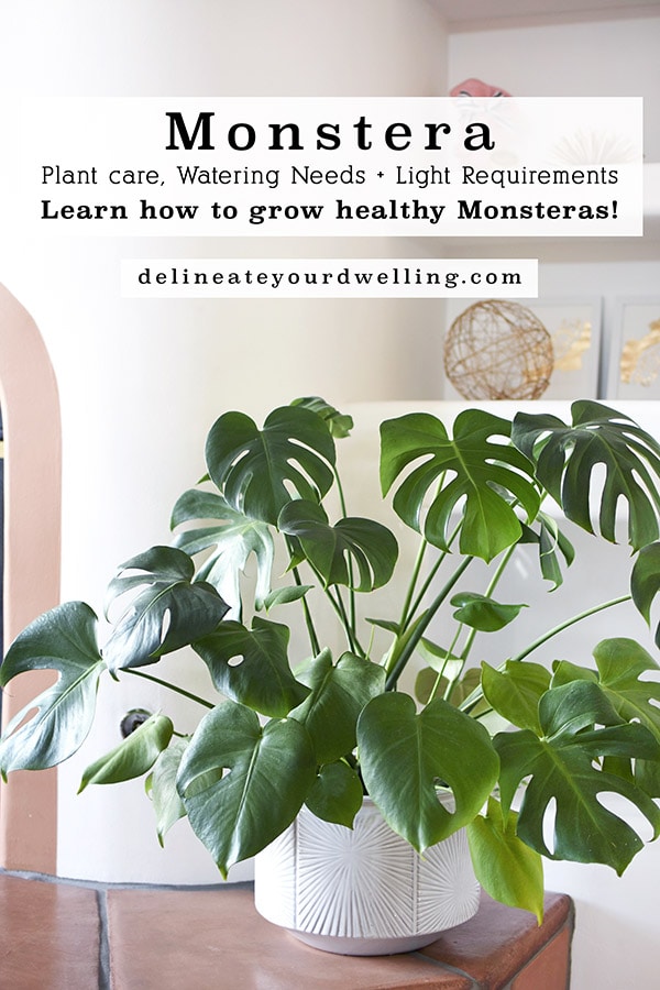Do Monstera Plants Need Light? Essential Care Tips for Beginners!