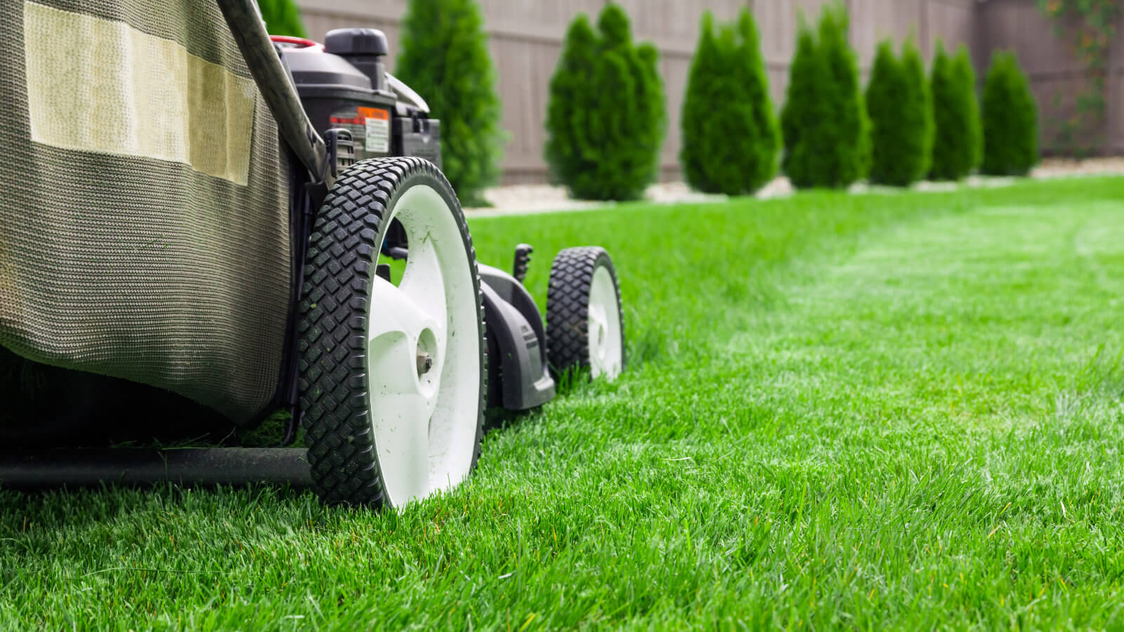 About fertilizing: should you cut your grass before?