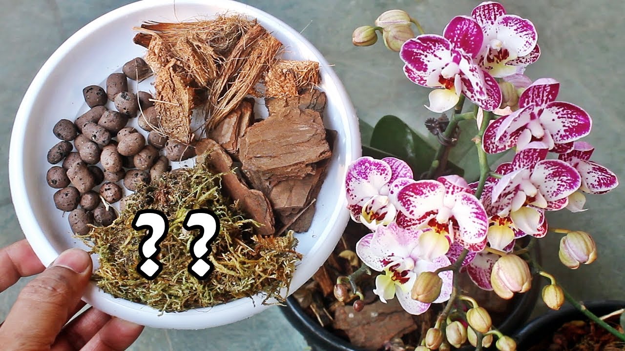 Potting Soil for Phalaenopsis Orchids: Get it Right!