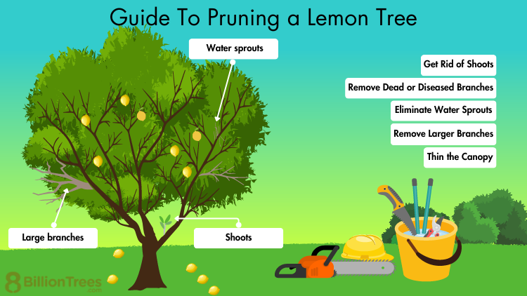 How to Prune a Meyer Lemon Tree: A Quick Guide!