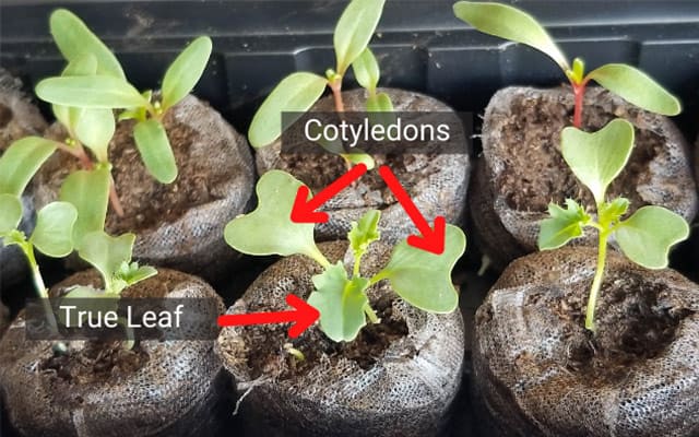Seedling feeding: When to start fertilizing for best growth?