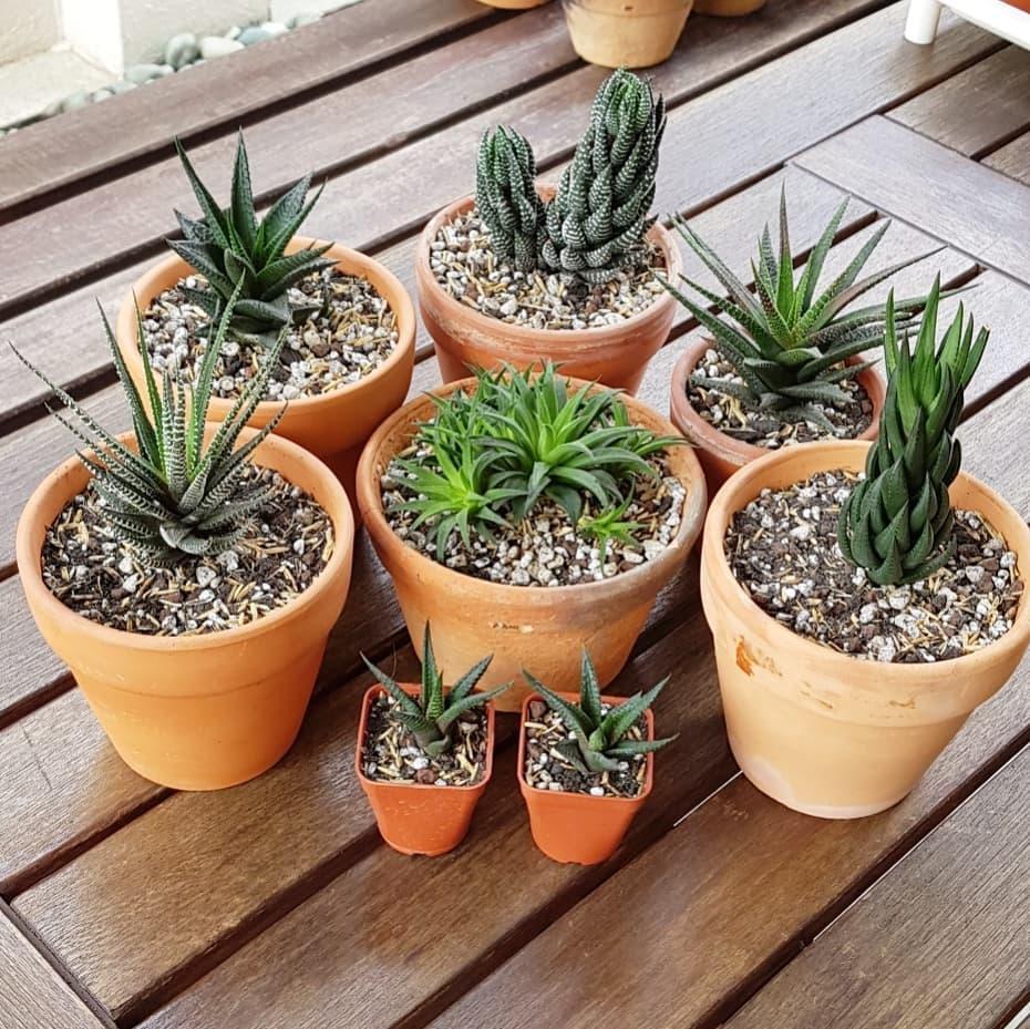 Help! Should I Water Succulents After Repotting? Simple Tips for Success.