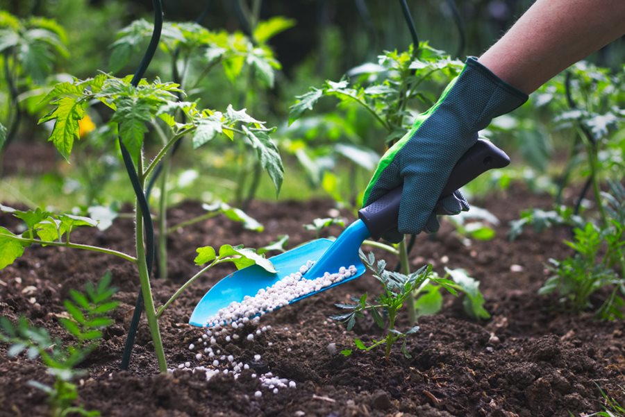 Fertilizer Blue for Your Garden: A Simple Guide to Lush Plants