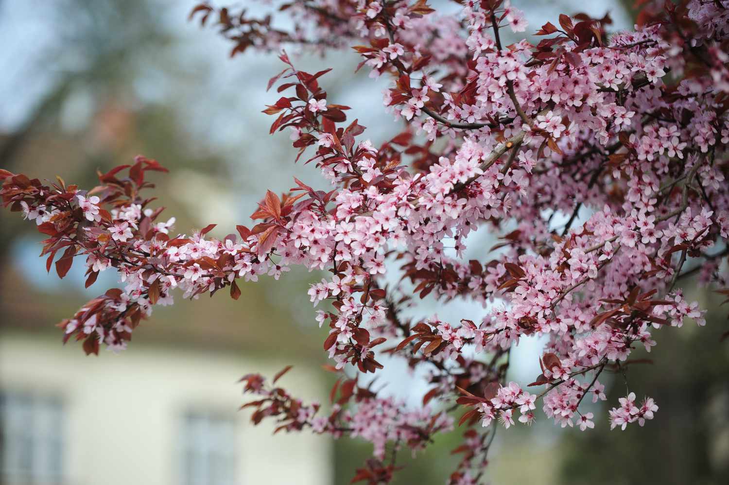 How to Prune Purple Leaf Sand Cherry? Step-by-Step Instructions!
