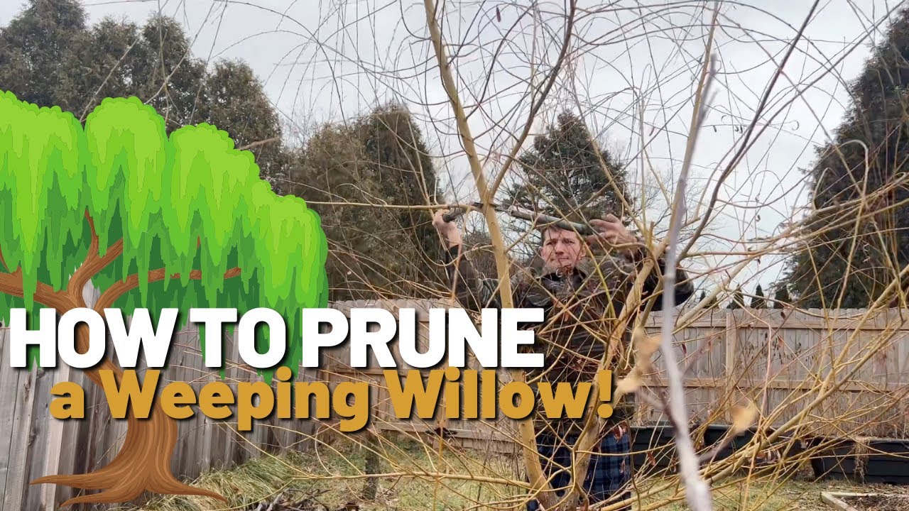 Weeping Willow Pruning: Simple Tips to Keep Your Tree Healthy