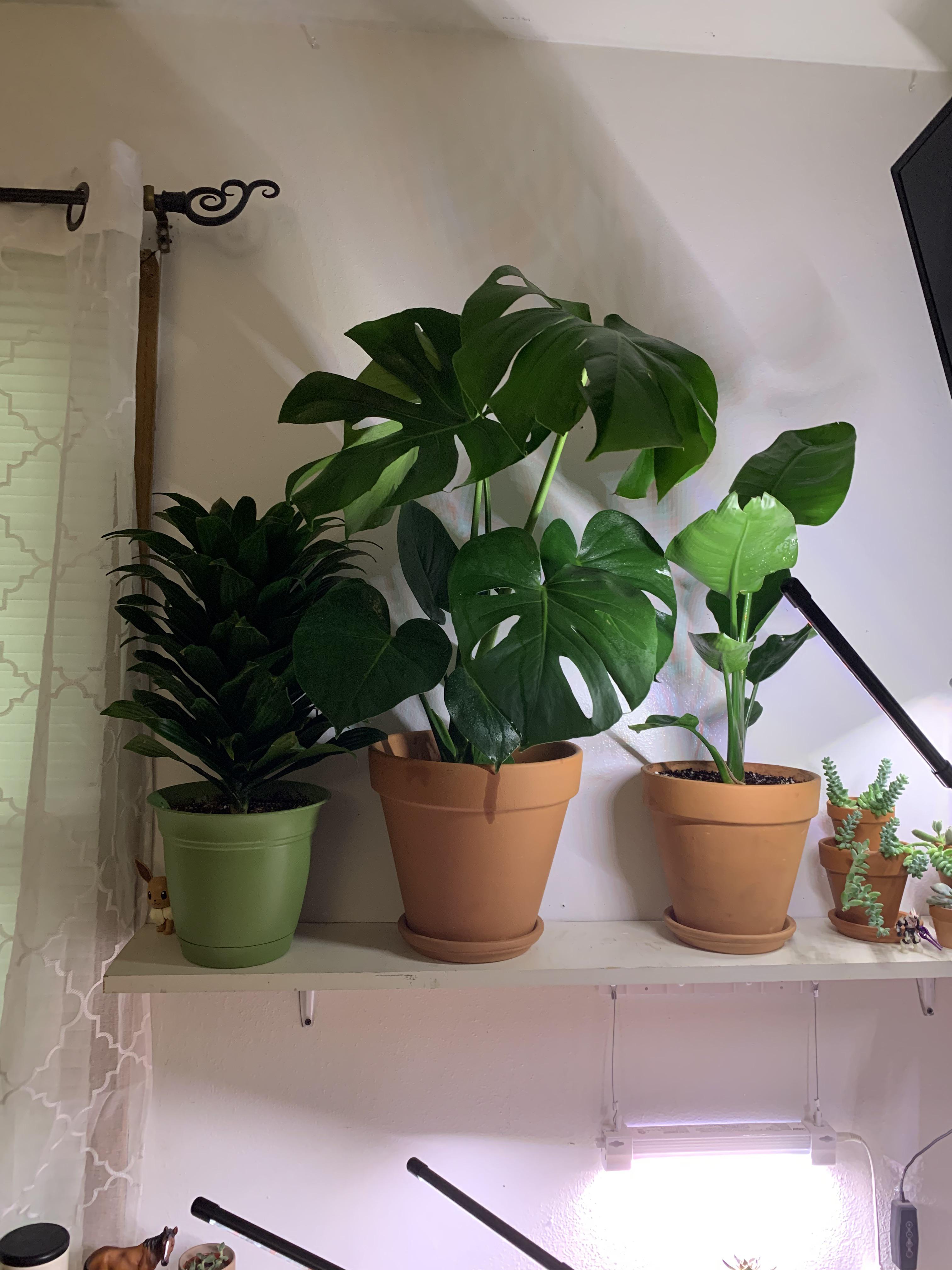 Post-Repotting Care: Should You Water a Plant After Repotting? Find Out!