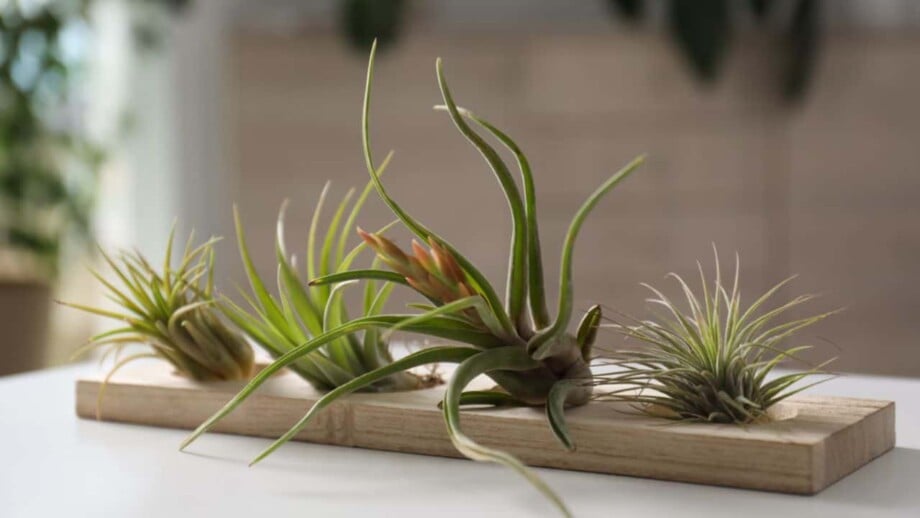 Using Epiphytic Soil: Simple Tips for Happy Air Plants!